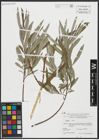 Foto von Salix alba L.